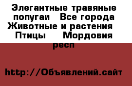 Элегантные травяные попугаи - Все города Животные и растения » Птицы   . Мордовия респ.